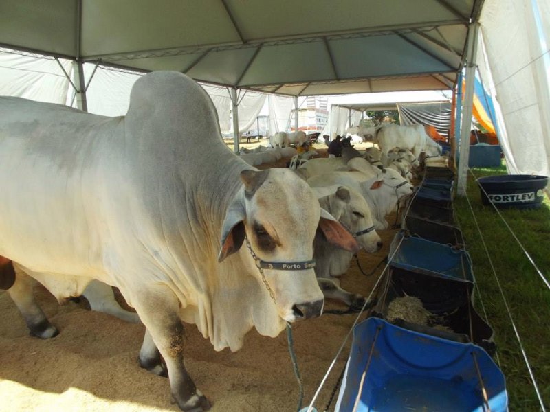Parque do Peão sedia 47ª Exposição Agropecuária