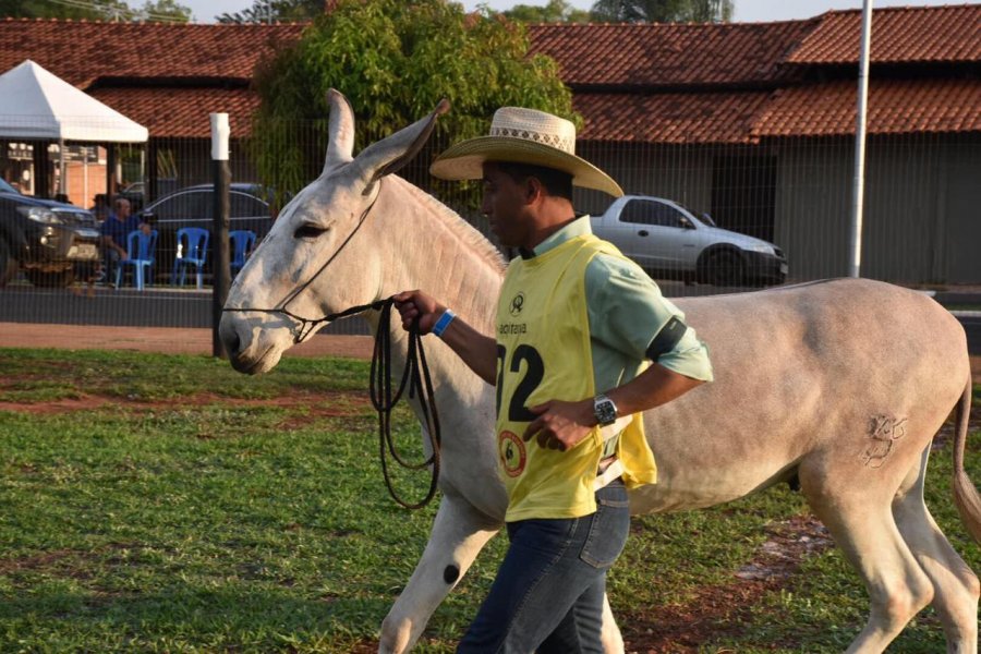5º Barretos Muar do Sertão premiou campeões das provas de marcha e morfologia