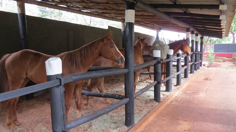 Parque do Peão terá aulas de equitação a partir de novembro