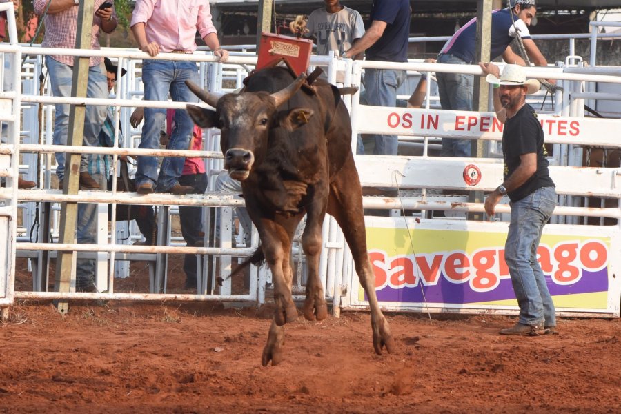 Montaria com robôs seleciona os futuros animais para rodeios