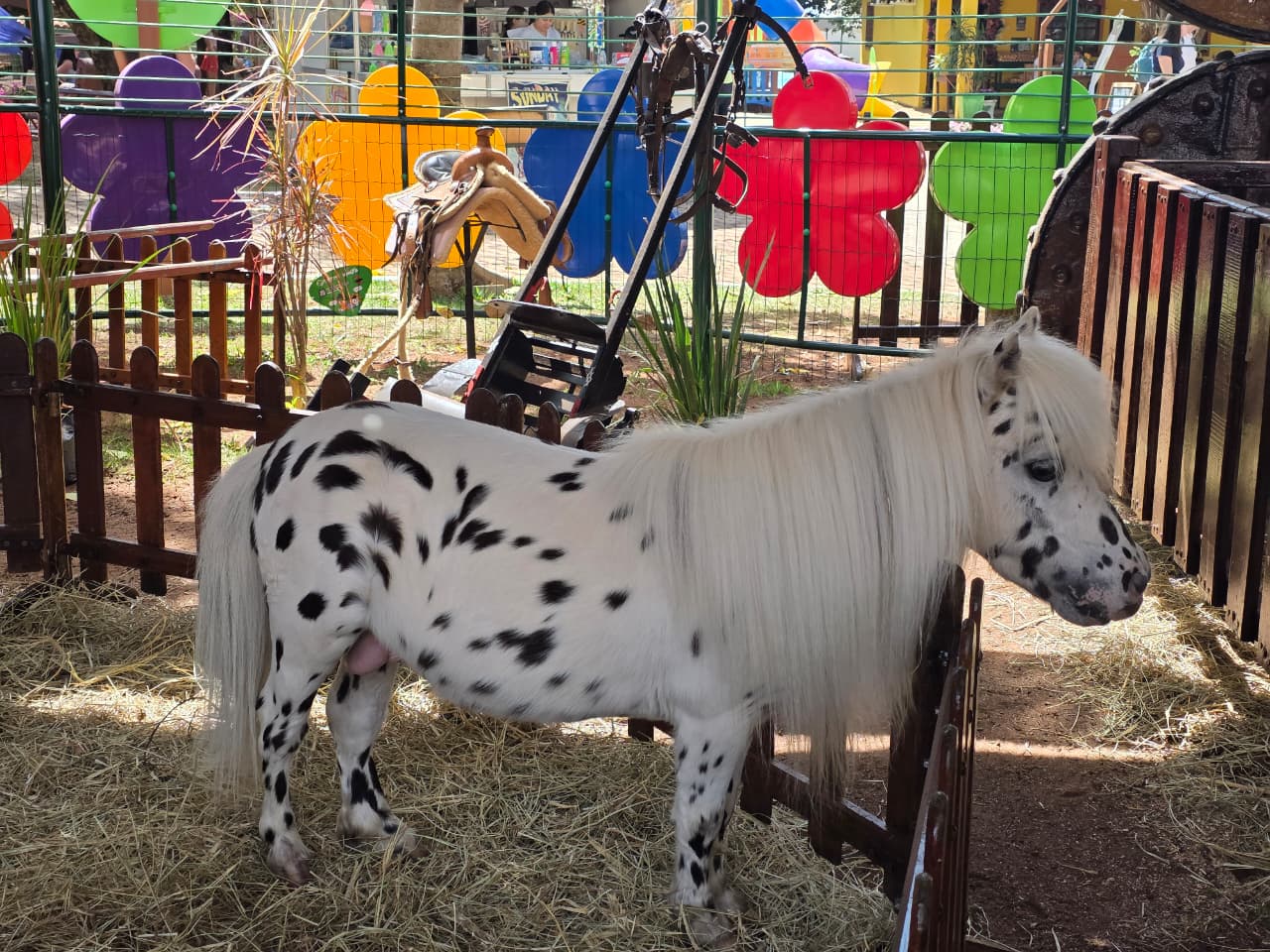 Búfalo Albino é atração da Fazendinha do Tio Claudinho no Rancho do Peãozinho