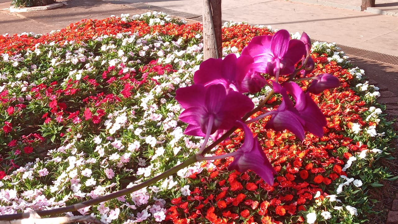 Orquídeas e samambaias da Festa do Peão estão à venda no Parque