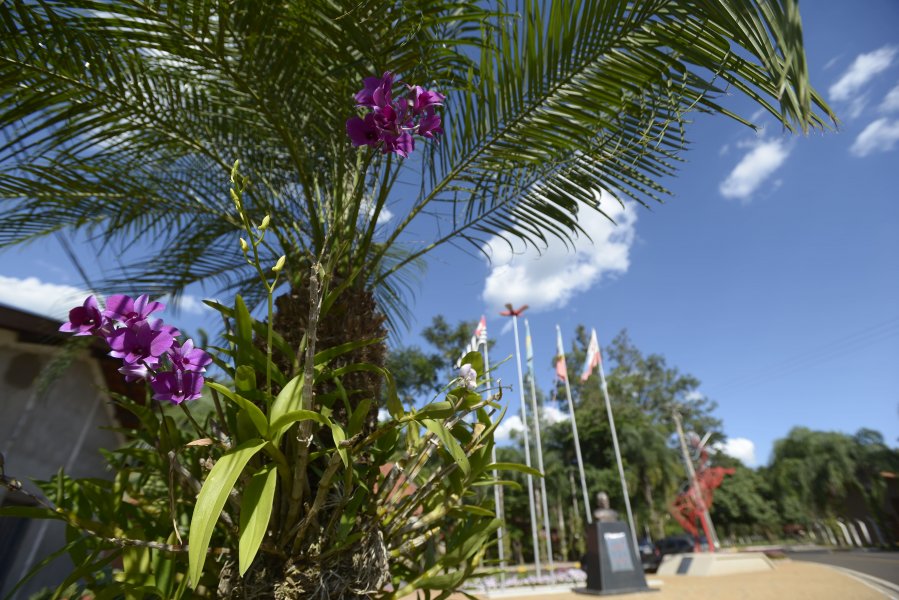 As orquídeas estão espalhadas em toda a área do Parque do Peão(André Monteiro)