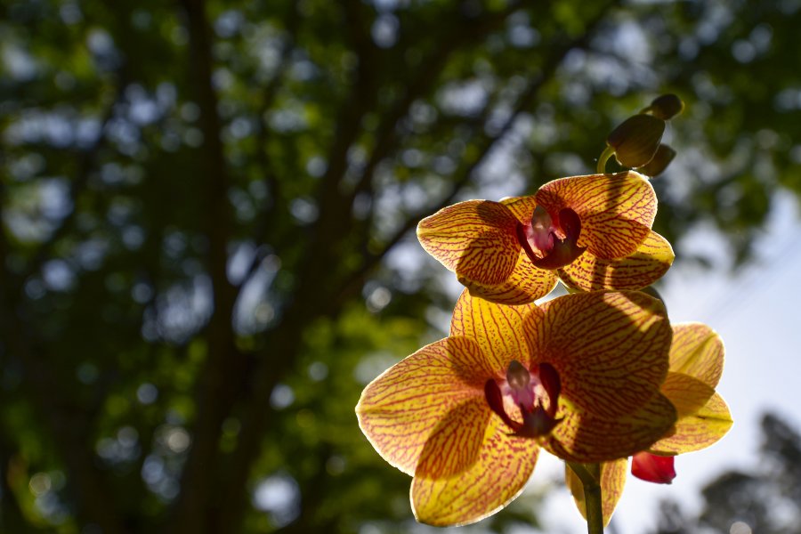 As orquídeas estão espalhadas em toda a área do Parque do Peão(André Monteiro)