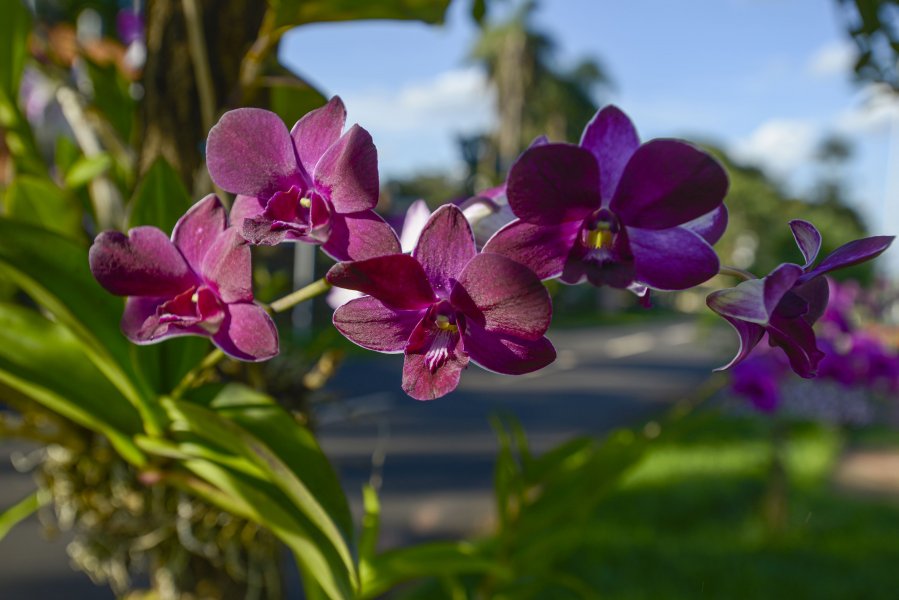 As orquídeas estão espalhadas em toda a área do Parque do Peão(André Monteiro)