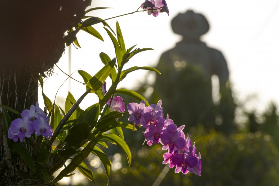 As orquídeas estão espalhadas em toda a área do Parque do Peão(André Monteiro)